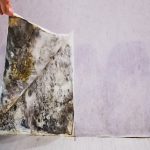 Mould Growth Speed: Essential Insights Post-Water Damage