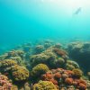 Scuba Diving Adventures: Discover Belize’s Ultimate Spots