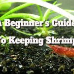 Shrimp Care: A Beginner’s Essential Guide